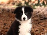 Show Kalite Border Collie Yavrularimiz