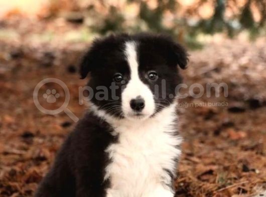 Show Kalite Border Collie Yavrularimiz