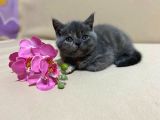 British Shorthair Mükemmel Güzellikte 2 Aylık 4 Yavru 2 Dişi 2 Erkek