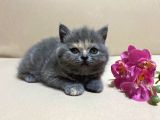 British Shorthair Mükemmel Güzellikte 2 Aylık 4 Yavru 2 Dişi 2 Erkek