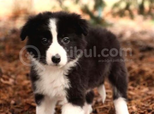 Show Kalite Border Collie Yavrularimiz görsel