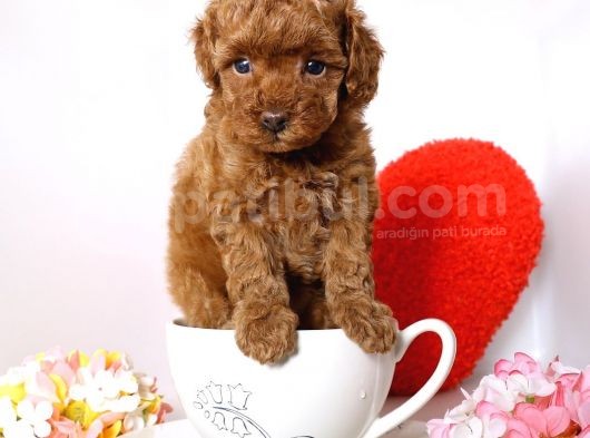 Fincan Boy Toy Poodle Yavrularimiz