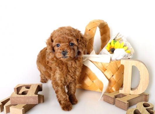 Fincan Boy Toy Poodle Yavrularimiz görsel