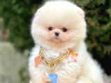 Safkan Teddy Surat Pomeranian Boo Yavrularımız