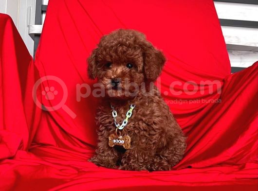 Safkan Toy Poodle Yavrularımız görsel