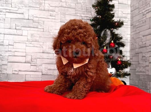 Safkan Toy Poodle Yavrularımız görsel