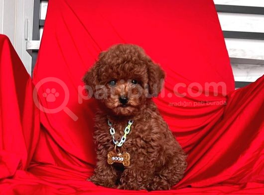 Safkan Toy Poodle Yavrularımız