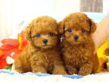 Safkan Red  Toy Poodle Yavrularimiz