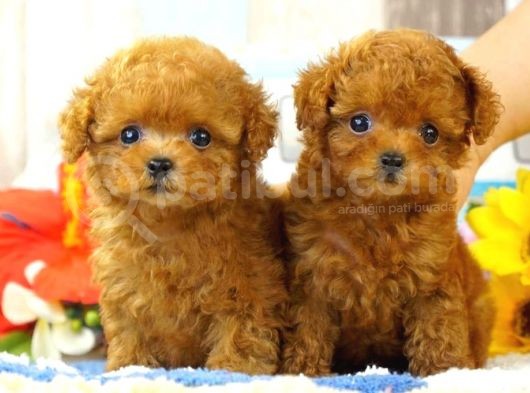 Safkan Red  Toy Poodle Yavrularimiz görsel