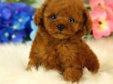 Safkan Red  Toy Poodle Yavrularimiz