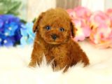 Safkan Red  Toy Poodle Yavrularimiz