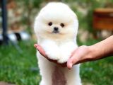 AA Kalite Tcup Yakışıklı Pomeranian Oğlumuz FANTA