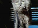 Safkan Secereli Mainecoon