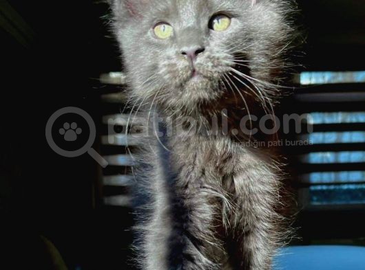 Safkan Secereli Mainecoon görsel