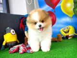 Irk ve Sağlık Garantili Pomeranian Boo Yavrularımız