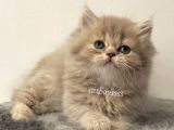 Lilac Longhair British Dişi Yavrumuz
