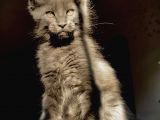 Safkan Secereli Mainecoon