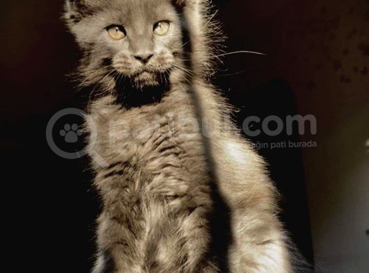 Safkan Secereli Mainecoon görsel