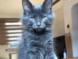 Safkan Secereli Mainecoon