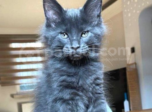 Safkan Secereli Mainecoon