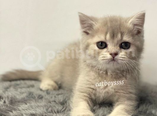 Lilac Golden British Shorthair Dişi Yavrumuz görsel