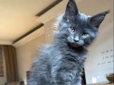 Safkan Secereli Mainecoon