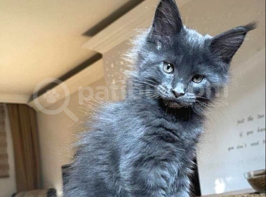 Safkan Secereli Mainecoon görsel