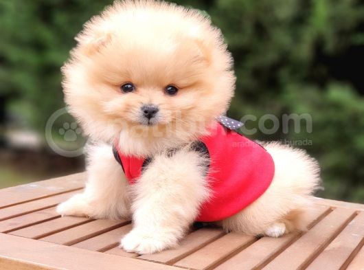 Orjinal Pomeranian Boo Yavrularımız görsel