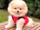 Orjinal Pomeranian Boo Yavrularımız