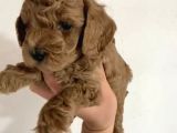 Toy Poodle  Yavrularımız