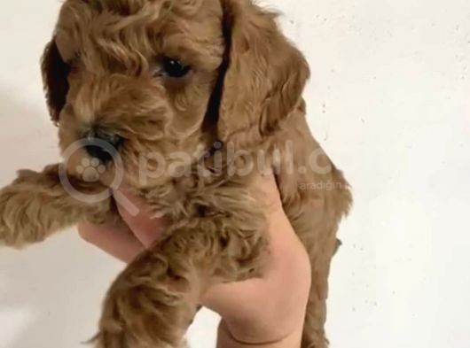 Toy Poodle  Yavrularımız