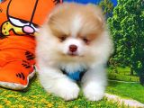 Teddy Face Pomeranian Boo Yavrularımız