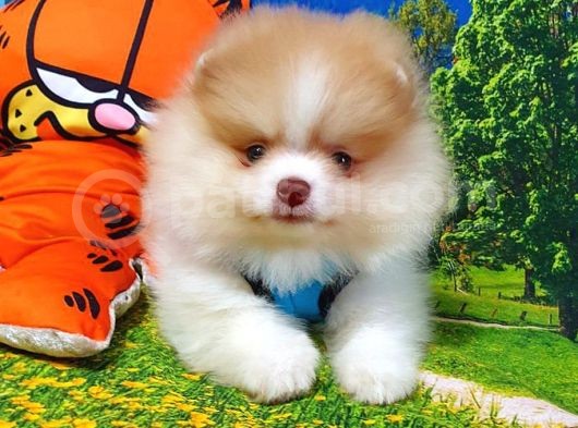 Teddy Face Pomeranian Boo Yavrularımız görsel