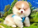 Teddy Face Pomeranian Boo Yavrularımız
