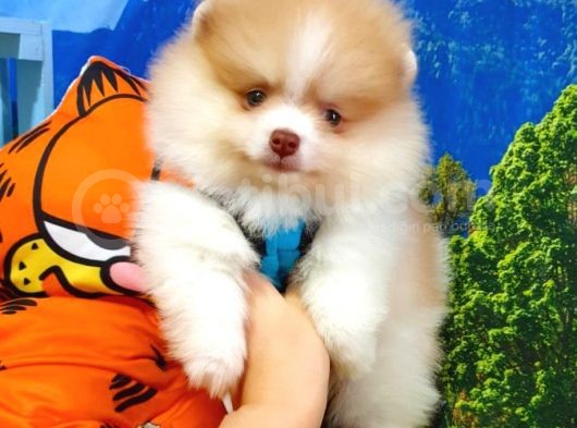 Teddy Face Pomeranian Boo Yavrularımız
