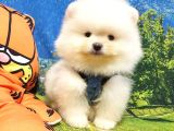 Teddy Bear Ayı Surat Pomeranian Boo Yavrularımız