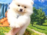 Teddy Bear Ayı Surat Pomeranian Boo Yavrularımız