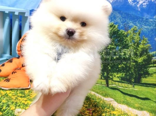 Teddy Bear Ayı Surat Pomeranian Boo Yavrularımız görsel
