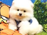 Teddy Bear Ayı Surat Pomeranian Boo Yavrularımız