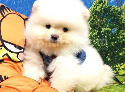 Teddy Bear Ayı Surat Pomeranian Boo Yavrularımız görsel