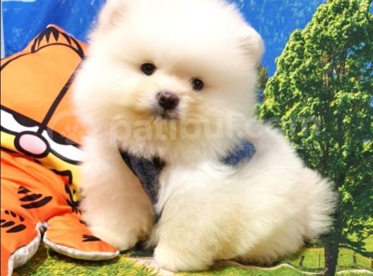 Teddy Bear Ayı Surat Pomeranian Boo Yavrularımız görsel