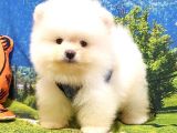 Teddy Bear Ayı Surat Pomeranian Boo Yavrularımız