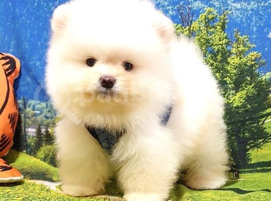 Teddy Bear Ayı Surat Pomeranian Boo Yavrularımız görsel