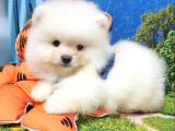 Teddy Bear Ayı Surat Pomeranian Boo Yavrularımız