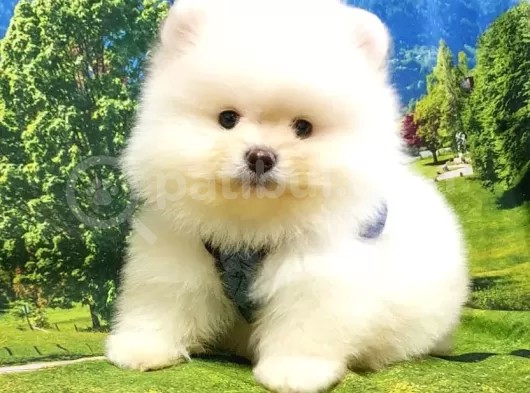 Teddy Bear Ayı Surat Pomeranian Boo Yavrularımız