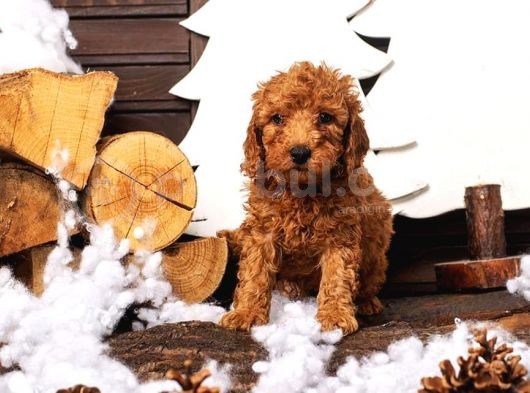 Toy Poodle Yavrularimiz Si̇zlerle görsel
