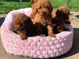 Poodle Toy Yavrularim