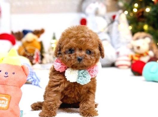 Korea Toy Poodle Yavrular görsel