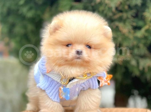 Safkan Teddy Bear Pomeranian Boo Yavrularımız görsel