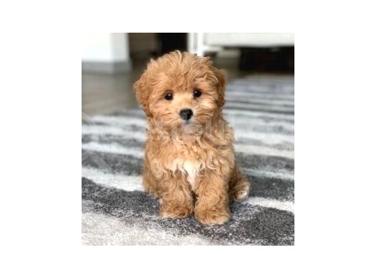 Malti̇poo Jenerasyon Tüy Dökmez Orjinal Safkan